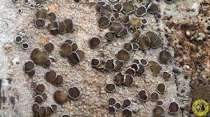 Attēlu rezultāti vaicājumam “Lecanora allophana”