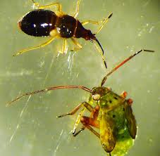 Attēlu rezultāti vaicājumam “Anthocoris nemorum”