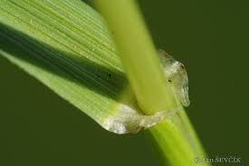 Attēlu rezultāti vaicājumam “Festuca pratensis”