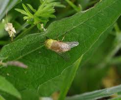 Attēlu rezultāti vaicājumam “Atylotus sp.”