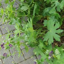 Attēlu rezultāti vaicājumam “Geranium palustre leaf”
