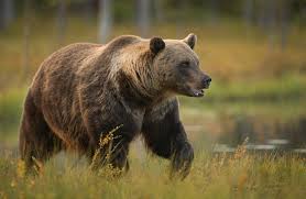 Image result for brown bear