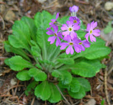 Attēlu rezultāti vaicājumam “Primula farinosa leaf”