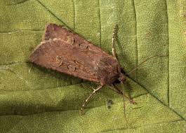 Attēlu rezultāti vaicājumam “Euxoa nigricans”