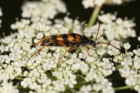 Attēlu rezultāti vaicājumam “Strangalia attenuata”