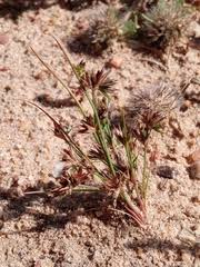 Attēlu rezultāti vaicājumam “Juncus capitatus”