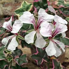Attēlu rezultāti vaicājumam “Geranium bohemicum leaf”