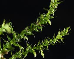 Attēlu rezultāti vaicājumam “Hygroamblystegium varium”