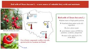Attēlu rezultāti vaicājumam “Taxus baccata fruit”