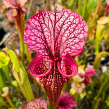 Attēlu rezultāti vaicājumam “Retinia resinella exuvia”