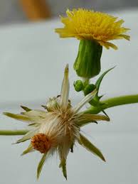 Attēlu rezultāti vaicājumam “Sonchus arvensis subsp. uliginosus bud”