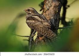 Attēlu rezultāti vaicājumam “Caprimulgus europaeus adult”