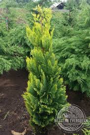 Attēlu rezultāti vaicājumam “Chamaecyparis lawsoniana”