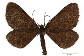 Attēlu rezultāti vaicājumam “Odezia atrata”