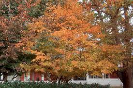 Attēlu rezultāti vaicājumam “Carpinus caroliniana”