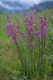 Attēlu rezultāti vaicājumam “Silene viscaria”