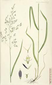 Attēlu rezultāti vaicājumam “Glyceria lithuanica”