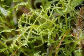 Attēlu rezultāti vaicājumam “Anastrophyllum hellerianum”