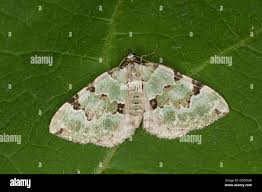 Attēlu rezultāti vaicājumam “Colostygia pectinataria”