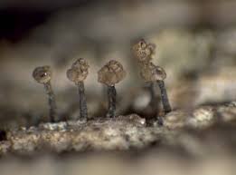 Attēlu rezultāti vaicājumam “Chaenotheca ferruginea”