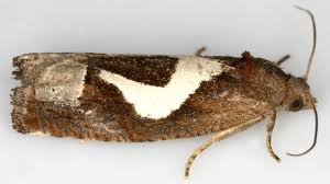 Attēlu rezultāti vaicājumam “Epiblema foenella”