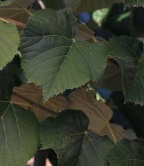 Attēlu rezultāti vaicājumam “Tilia”