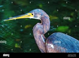 Image result for Butorides virescens