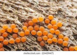 Attēlu rezultāti vaicājumam “Nectria peziza”