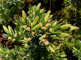 Attēlu rezultāti vaicājumam “Juniperus communis male flower”
