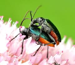 Attēlu rezultāti vaicājumam “Gaurotes virginea”