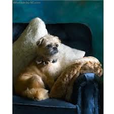 Image result for brüsseler giffon