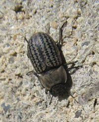 Attēlu rezultāti vaicājumam “Opatrum sabulosum”