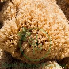 Attēlu rezultāti vaicājumam “Spongia”