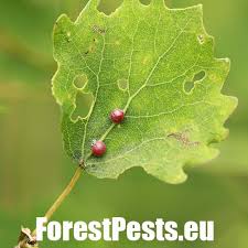 Attēlu rezultāti vaicājumam “Harmandia”