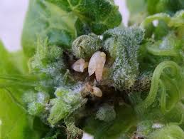 Attēlu rezultāti vaicājumam “Rabdophaga heterobia”