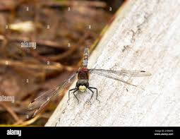 Attēlu rezultāti vaicājumam “Leucorrhinia dubia”
