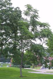 Attēlu rezultāti vaicājumam “Gymnocladus dioicus”