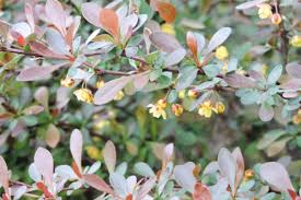 Attēlu rezultāti vaicājumam “Berberis thunbergii flower”