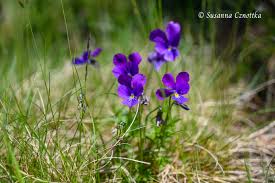 Image result for Veilchen