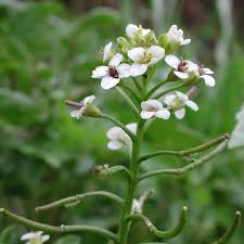 Image result for Rorippa nasturtium-aquaticum