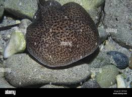 Image result for Torpedo marmorata