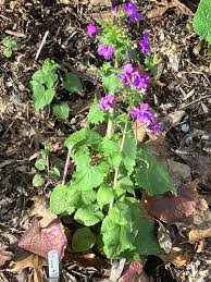 Image result for Lunaria annua