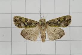 Attēlu rezultāti vaicājumam “Orthosia sp.”