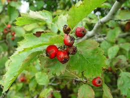 Attēlu rezultāti vaicājumam “Crataegus x macrocarpa”