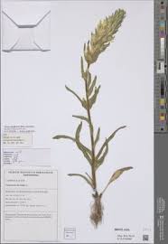 Attēlu rezultāti vaicājumam “Serpoleskea confervoides”