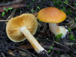Attēlu rezultāti vaicājumam “Gymnopilus sapineus”