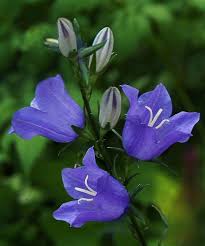 Image result for Campanula persicifolia
