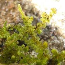 Attēlu rezultāti vaicājumam “Frullania dilatata”