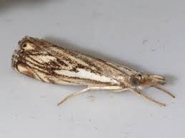 Attēlu rezultāti vaicājumam “Catoptria fulgidella”