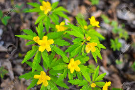 Attēlu rezultāti vaicājumam “Anemone ranunculoides flower”